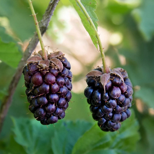 Plante bysenberry pot - de,