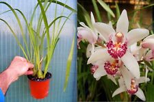 Cymbidium Showgirl 'Malibu'