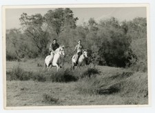 PHOTO photographie 1966, CAMARGUE chevaux camarguais promenade à cheval