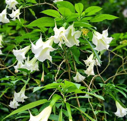 Brugmansia suaveolens white - brugmansia, 'white'