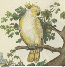 Cabassou Tatou Géant Cacatoès à Huppe Jaune - Gravure aquarelle originale XIXe