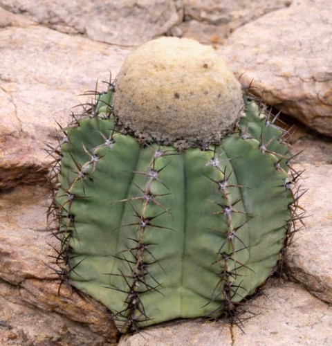 Melocactus glaucescens hu219 - melocactus,