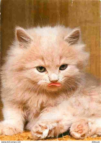 Carte postale animaux - -,