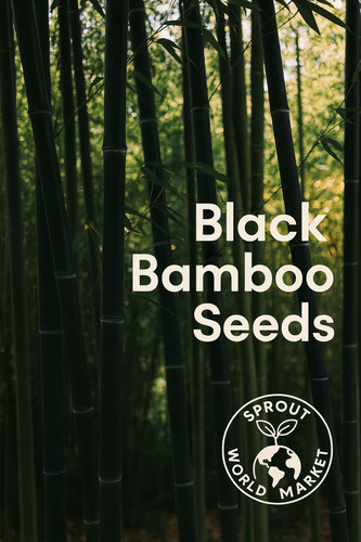 Black bamboo seeds rare - |,