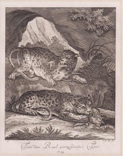Tigre tigres raubkatze gravure - tigre,