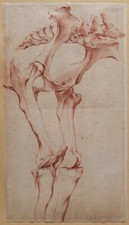 dessin ancien cheval anatomie