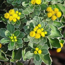 Ajania pacifica 'Gold and Silver' - Chrysanthème du Pacifique