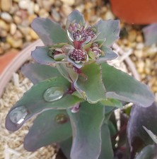 Sedum telephium seduction hot - 'seduction,