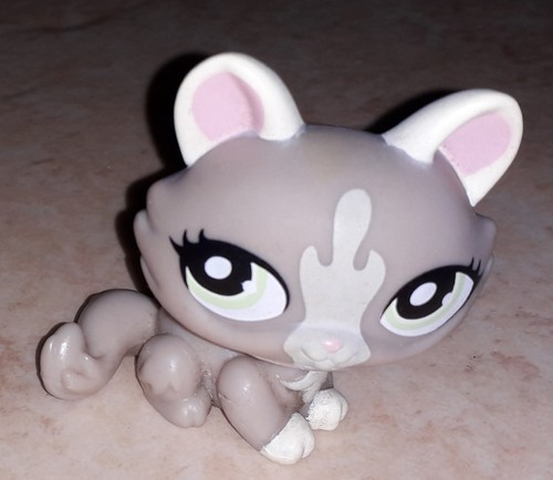 Petshop chat sphynx - , 1370