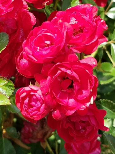 Rosa the fairy rood rosier - /,