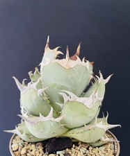 Magnifique Agave Titanota "Ashura" Compact Japan Cactus Caudex Succulente Plante