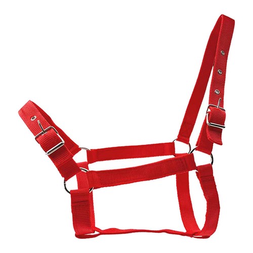Licol cheval - licol,
