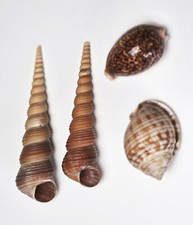 Lot de 4 Coquillages - 2 Coques à vis - 1 Nucella - 1 Cypraea Tigris