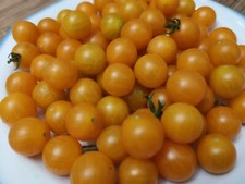 20 graines de tomate