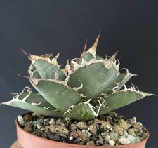 Agave Titanota "Lace" Compact