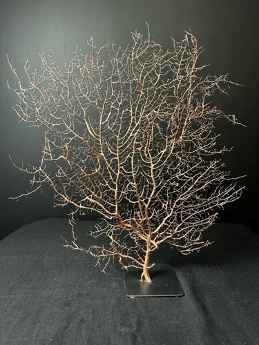 Gorgone bronze cabinet de - n°1,