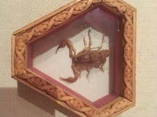 INSECTE VITRINE SCORPION SOUS VERRE CADRE bois Afrique