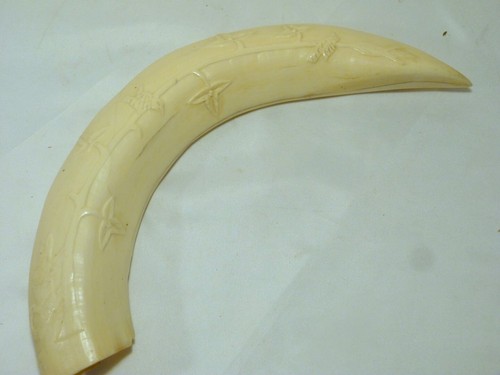 Corne phacochère sculpté - phacochère,