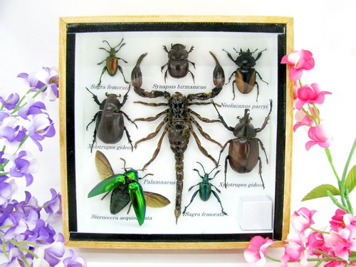Insectes exotiques réel - insectes,