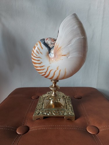 Grand nautilus sur - grand, en