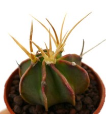 Astrophytum capricorne BUFFALO