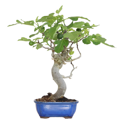 Kentis ficus carica bonsai - kentis,