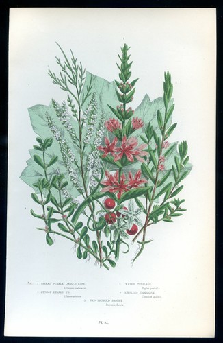 Botanique fleur lythrum - botanique,,