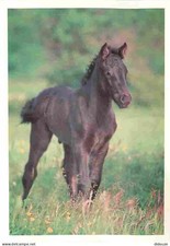 Animaux - Chevaux - Cheval de