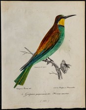 1830 - Guêpier d’Europe -