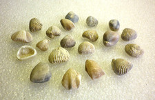 lot de 20 Fossiles ,Brachiopodes ,Rhynchonelles  ,Térébratules -  région centre