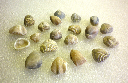Lot fossiles - de, 20