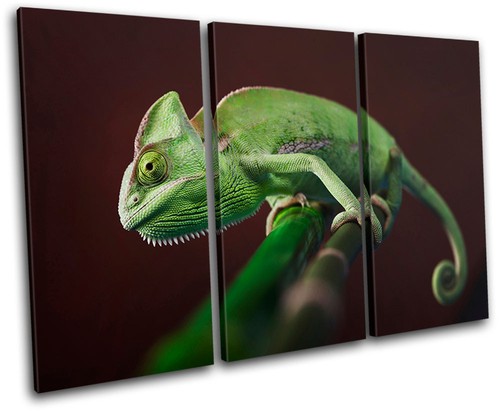 Gekko wildlife abstract - gekko,