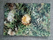 CPSM CPM 48 FLORE DES GRANDES CAUSSES. LA CARDABELLE ÉDIT CASTELET 