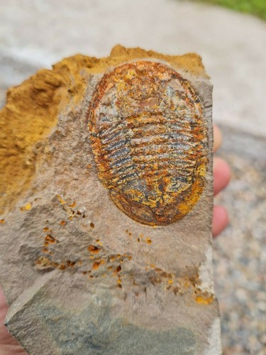 Asaphus trilobite - ,