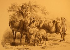 Études sur les Animaux De