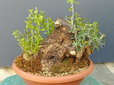 Bonsaï olivier 27 x 30 cm en