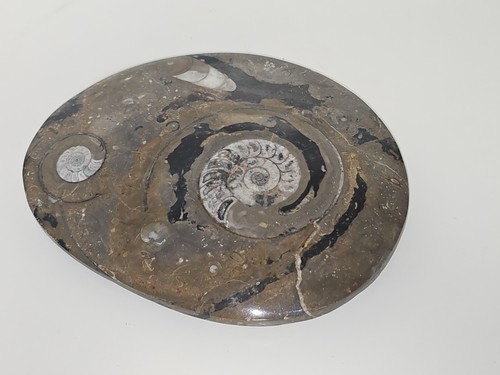 Ammonite fossile authentique