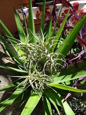 lot épyphites  àéoniums + crassulas  reprise façile extérieur mur végétal,terras