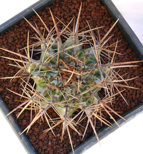 Echinocactus ingens strong - ingens,