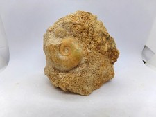 2 ammonites fossiles sur gangue