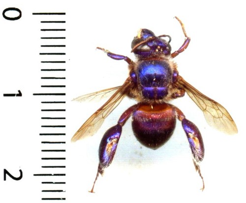 Abeille orchid bee - abeille,