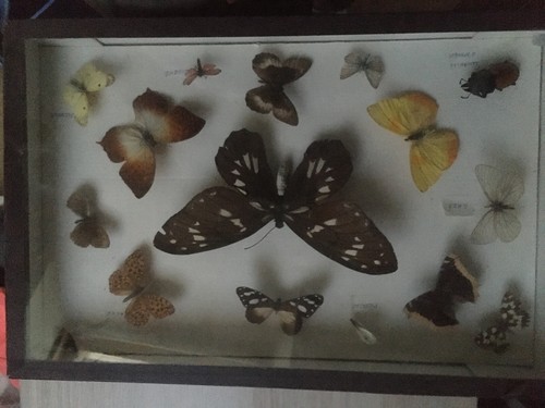 Collection - collection, de