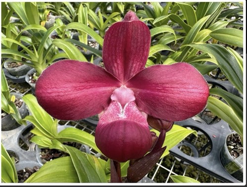 Phragmipedium les varines - phragmipedium,