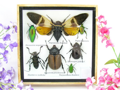 Insectes exotiques réel - 3d,