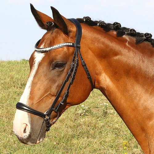 Bridle rochelle hanover - rochelle,