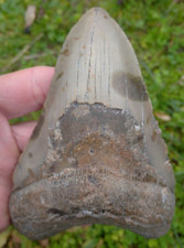 Dent fossile de Requin MEGALODON *** Grande dimension  ***