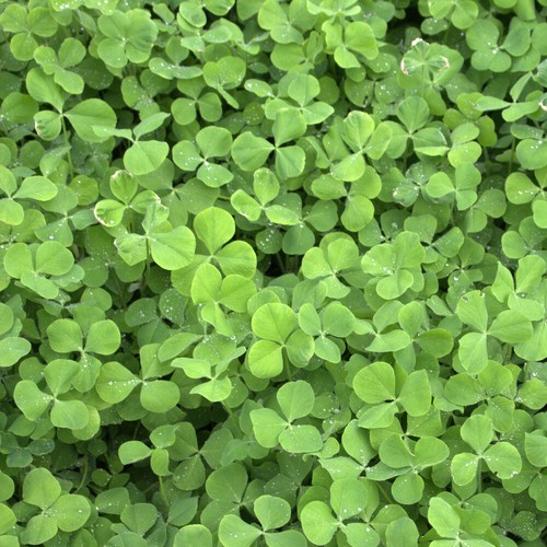 Trèfle incarnat trifolium - incarnat, (trifolium