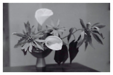 Japon, Tokyo, Ikebana chez le