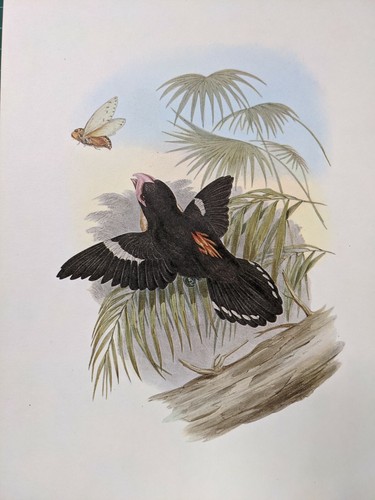 1969 imprimé oiseau - 1969,
