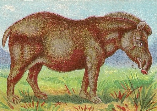 Chromo animal tapir dos - chromo,